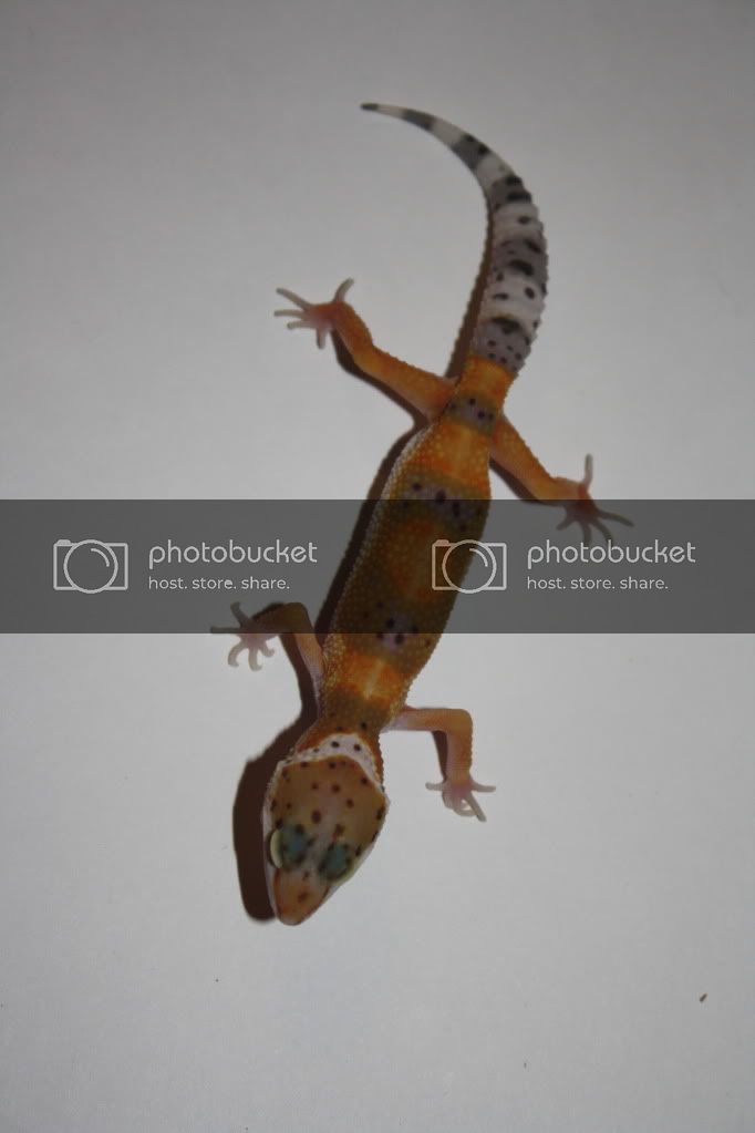 Geckos033.jpg