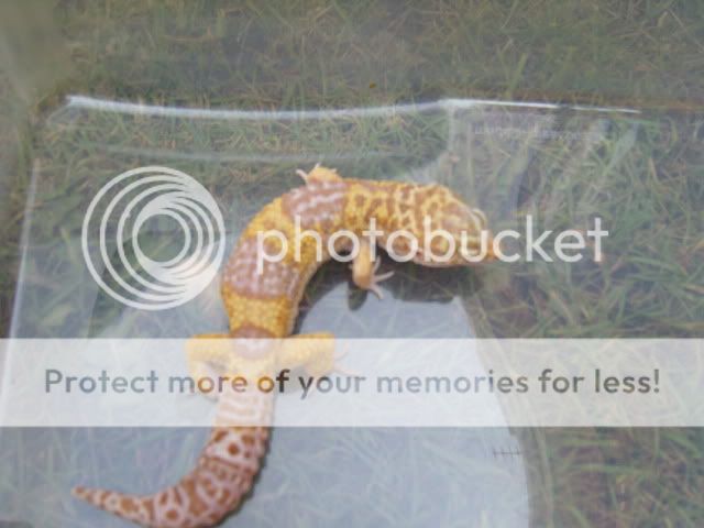 Piccies236.jpg
