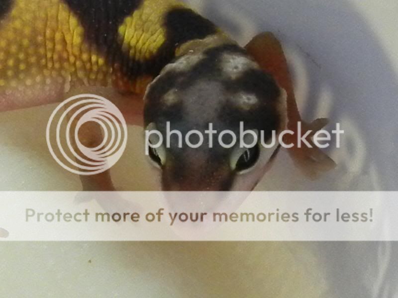 GeckosAugust2011049.jpg