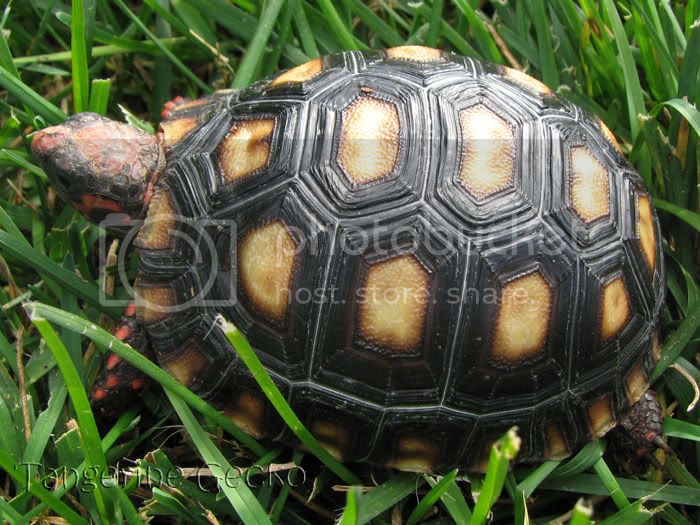 tortoise_3-15_2.jpg