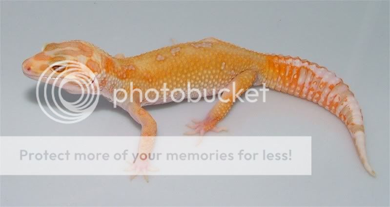 Gecko1024.jpg