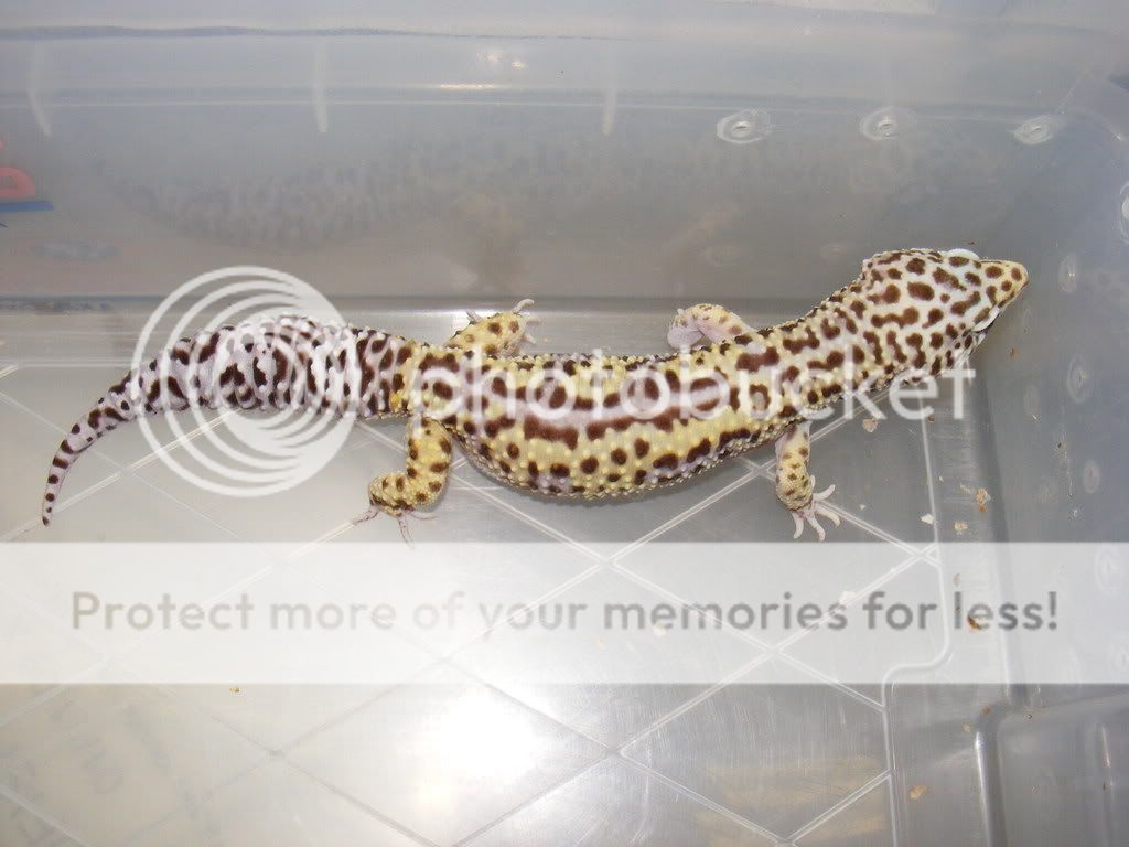 sgmacksnowrevstripe.jpg