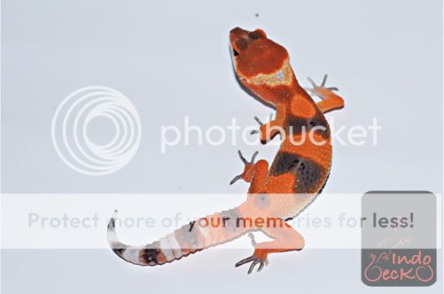 Firefox1.jpg