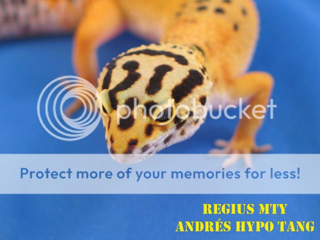 GeckosCol5.jpg