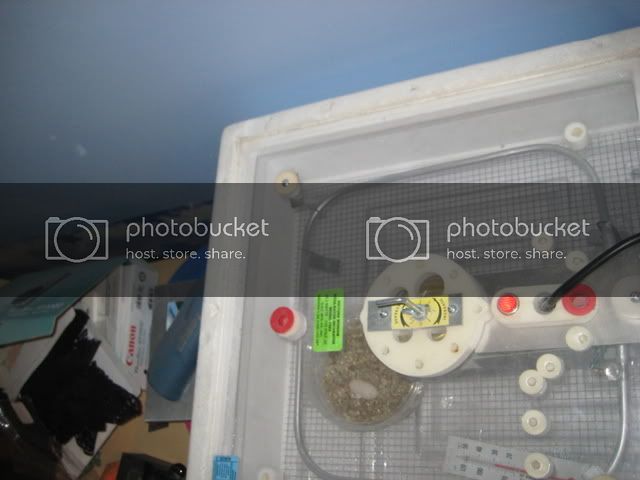IMG_3923.jpg