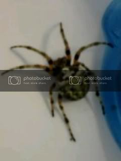 orbweaver.jpg