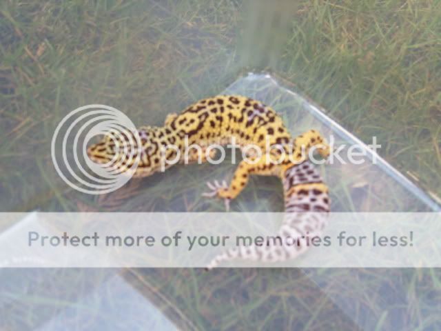 Piccies235.jpg