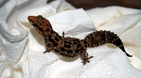 Hemidactylus-ruspolii.png
