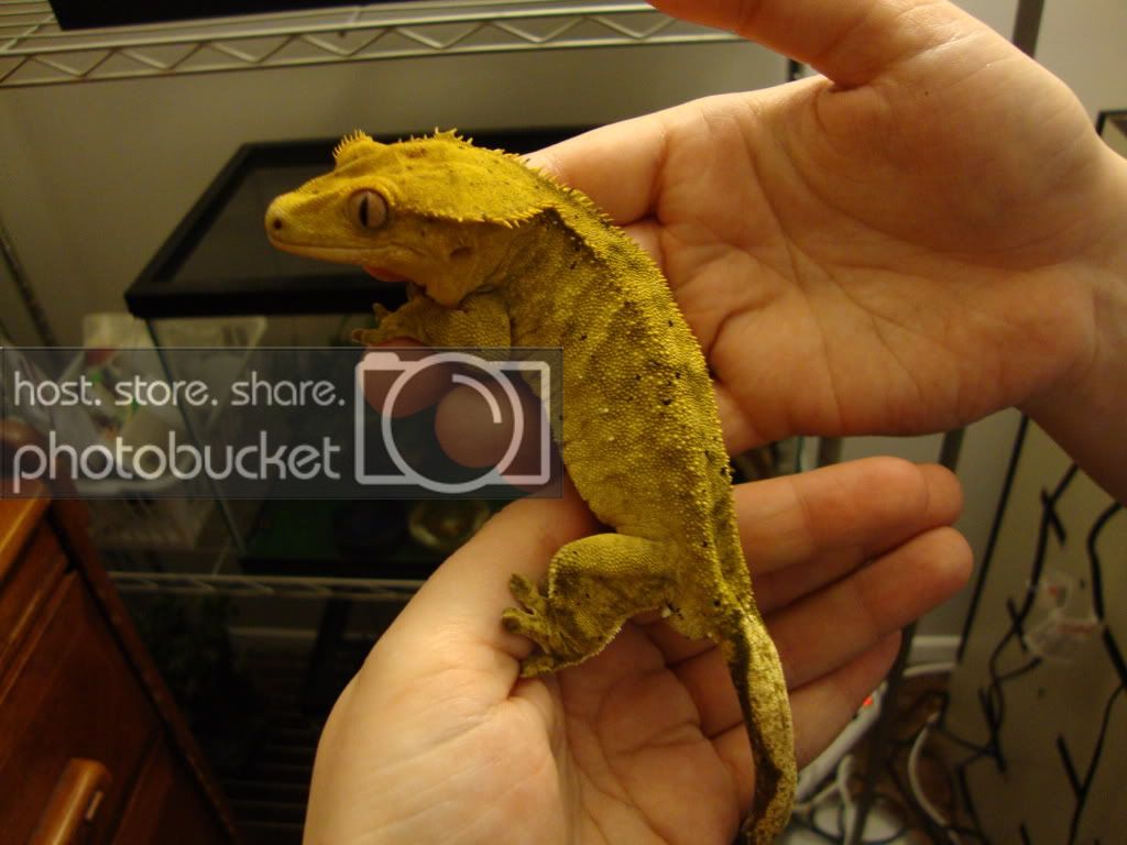 geckos003-1.jpg