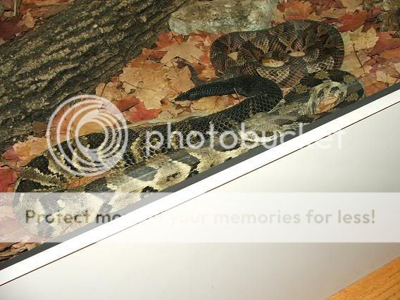 crestedsforsale1239.jpg