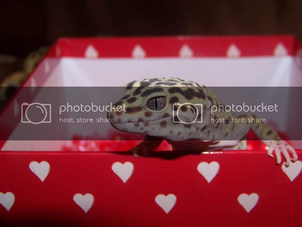 GeargiaGeckoGirlFeb.jpg