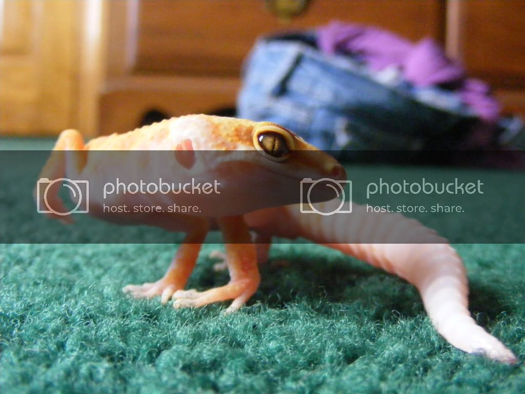 Geckos7-17-08034.jpg