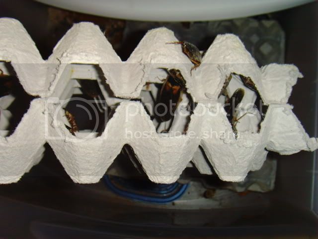 SNV37415.jpg