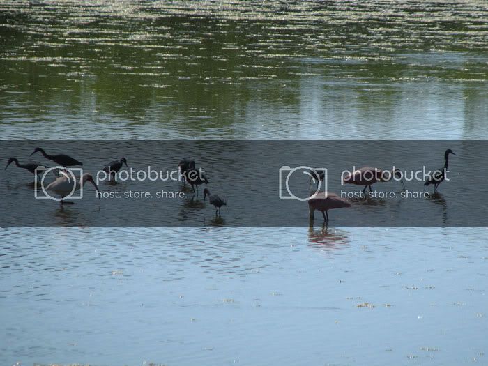 ibisspoonbilllittleblues.jpg