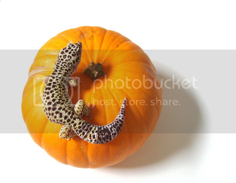 octobergecko.jpg