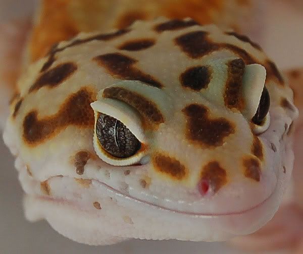 ExRcloseup200409045.jpg