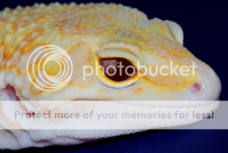 Geck4.jpg