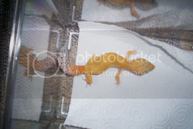 gecko2002.jpg