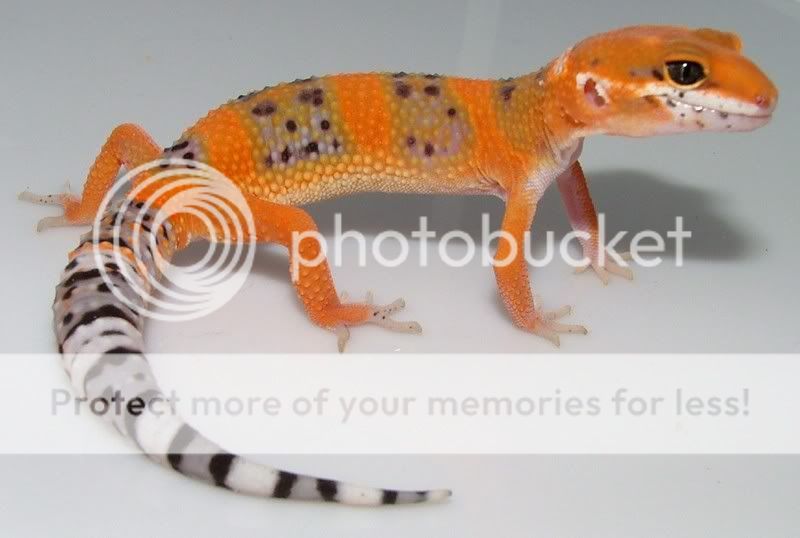 GeckoHatchlings07140.jpg