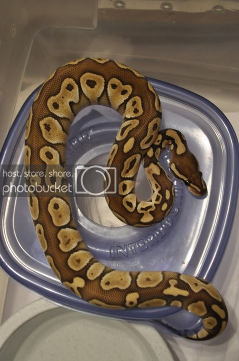 Lesser200G.jpg