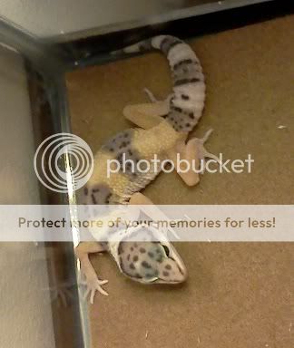 LeopardGecko.jpg