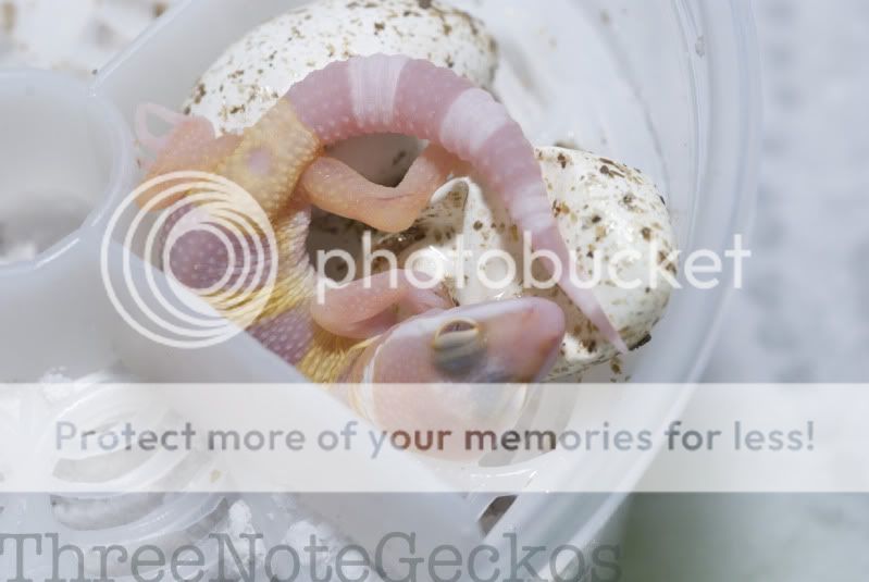 Albinobaby2inegg.jpg
