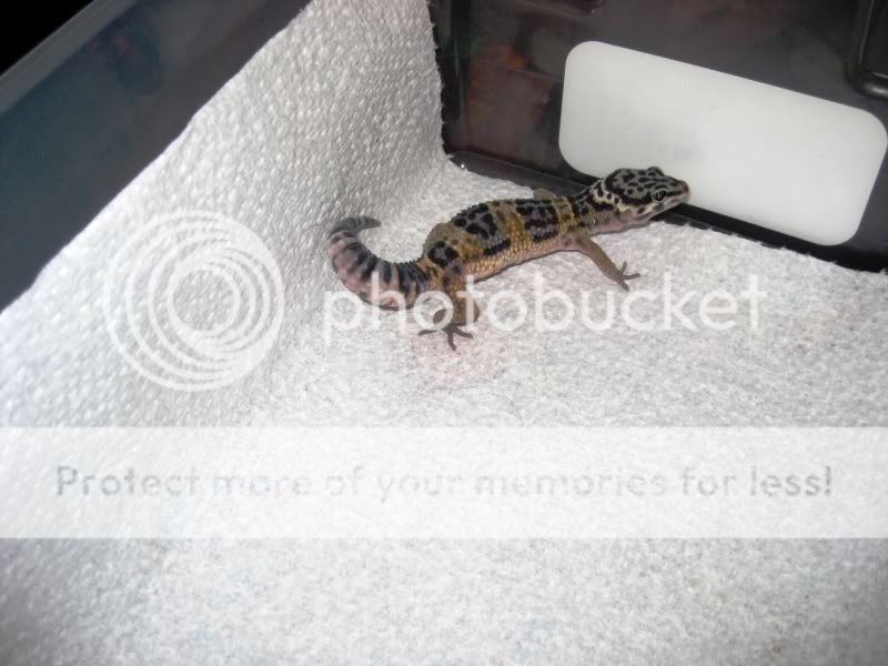 kidsandpets09046.jpg