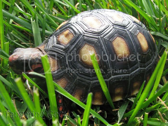 tortoise_3-15_4.jpg