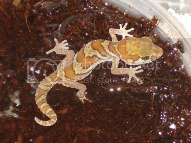 geckoniaenparoedura053.jpg