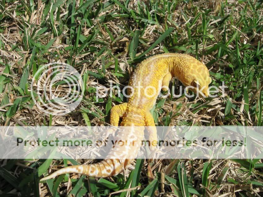 Leopardgeckos344-1.jpg