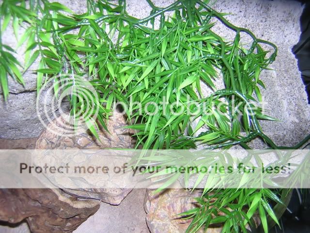 DSCN1530.jpg