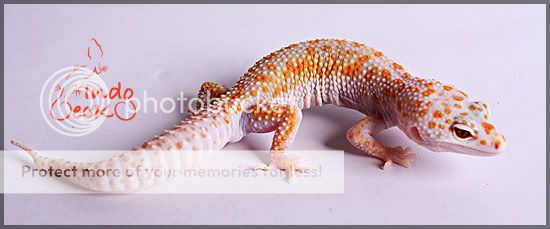 Snow-Tremper-Enigma.jpg