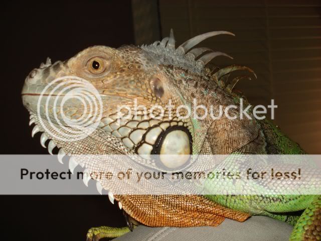 iggy2.jpg