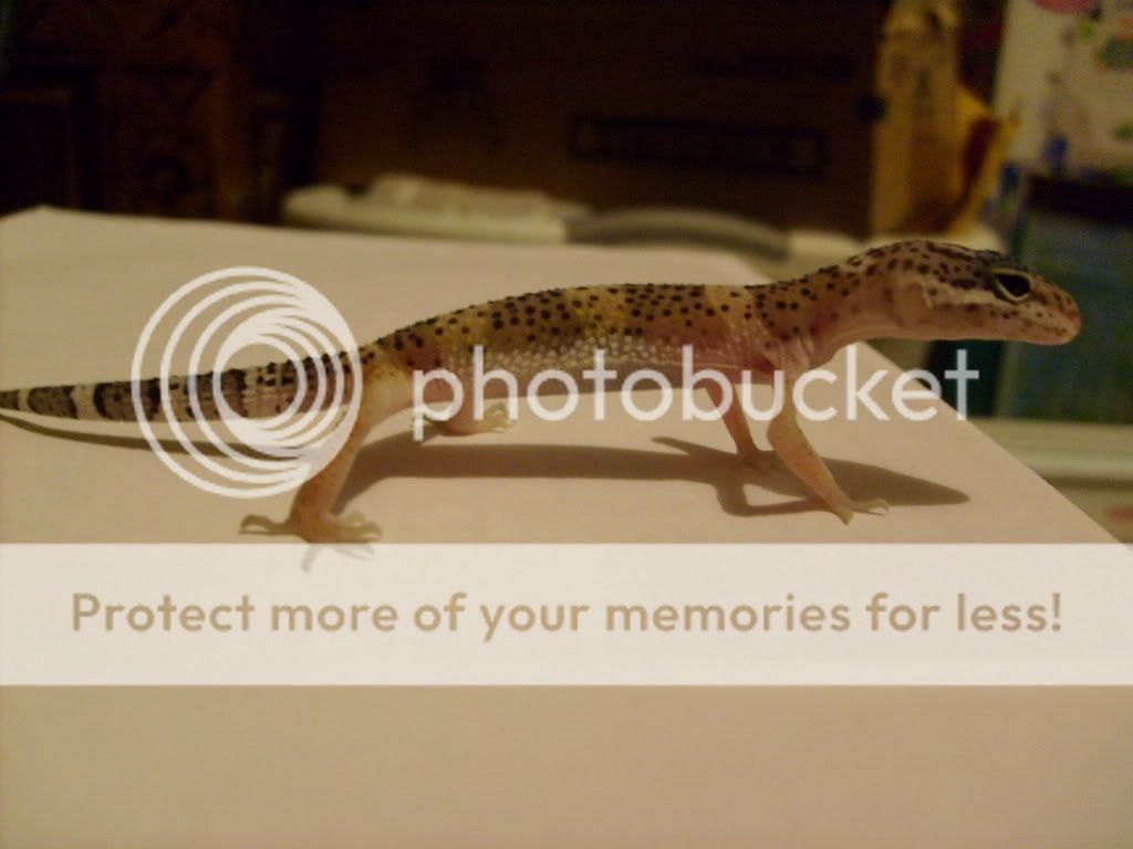 leopardgeckostorms003.jpg