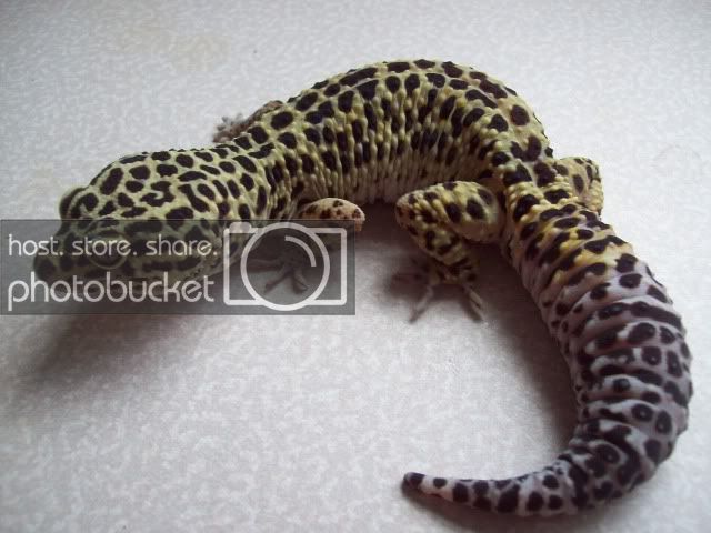 gex033.jpg