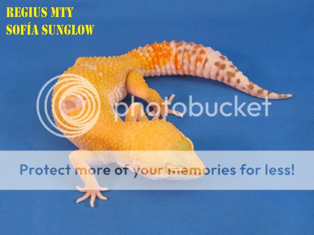 GeckosCol4.jpg