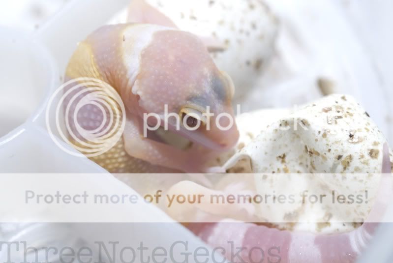Albinobabyinegg2.jpg