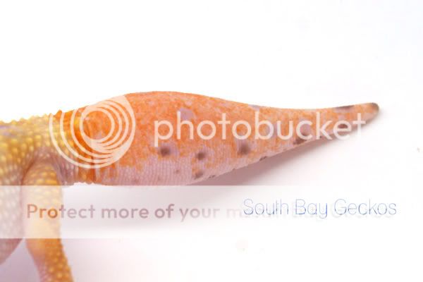 lavbell_regen_carrottailcopy.jpg