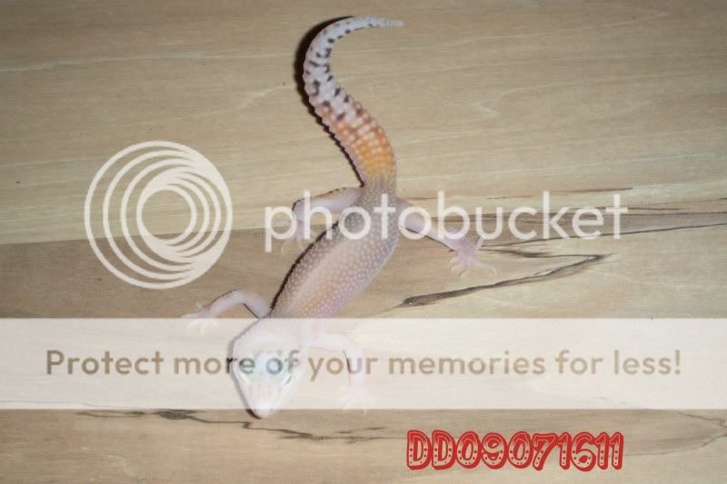 DSCF0831.jpg