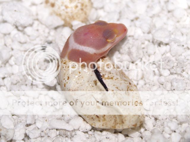 BSB_hatching1.jpg