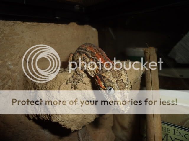 RA_009_1.jpg