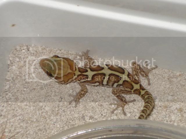 geckoniaenparoedura062.jpg