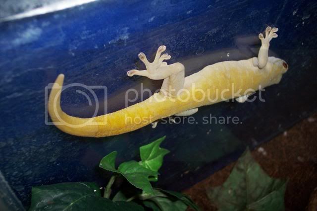 goldengecko005.jpg