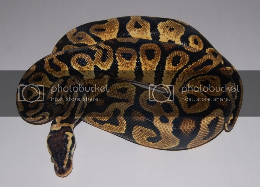 YellowBellyPastel.jpg