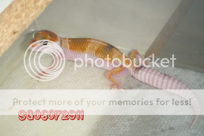 DSCF1084.jpg