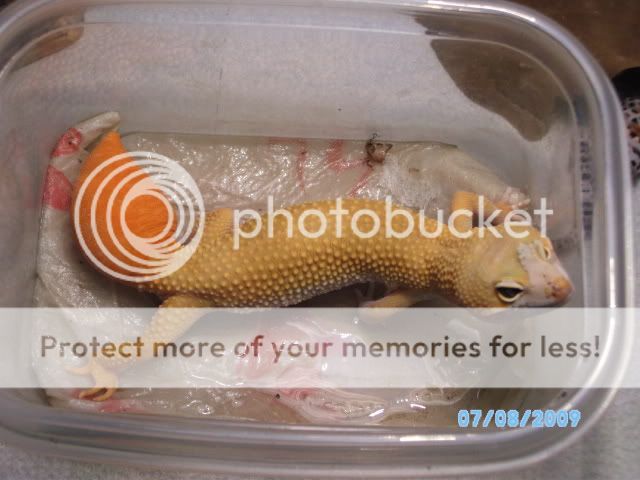033-1.jpg
