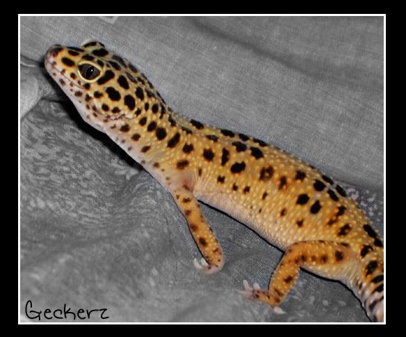 Geckerz1.jpg