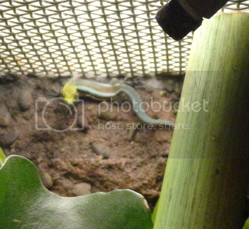 neondaygecko_zps7e8761a5.jpg