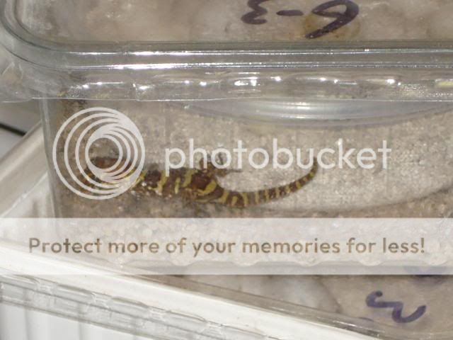 nakweek200925-04041.jpg