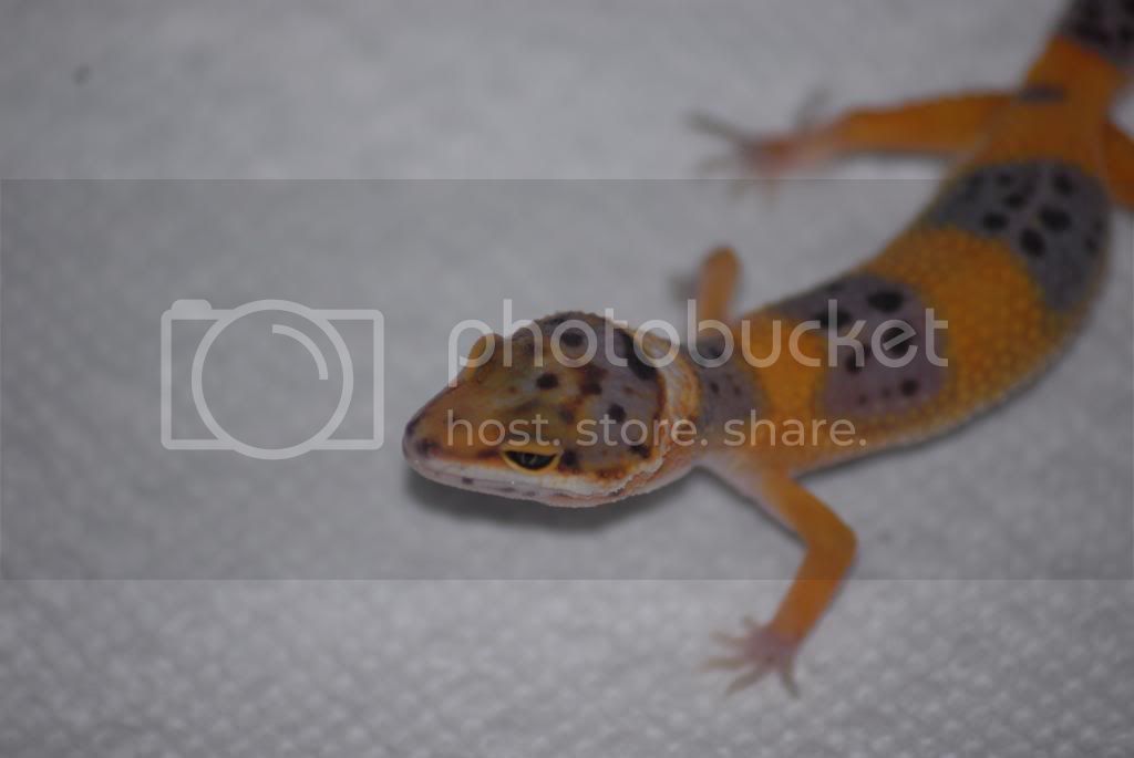 DSC_0038.jpg